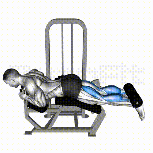 Leg Curl (Machine)